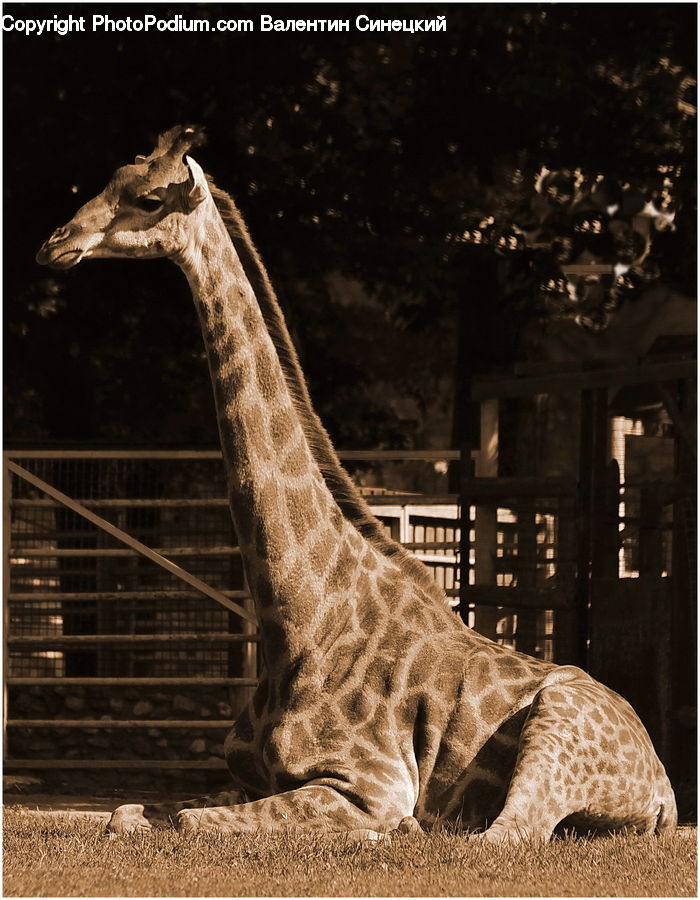 Animal, Giraffe, Mammal, Alligator, Crocodile, Reptile