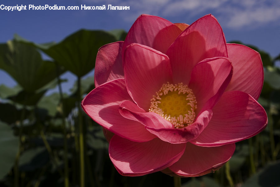 Blossom, Flora, Flower, Plant, Poppy, Pollen, Gladiolus