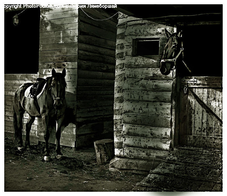 Animal, Horse, Mammal, Cabin, Hut, Rural, Shack