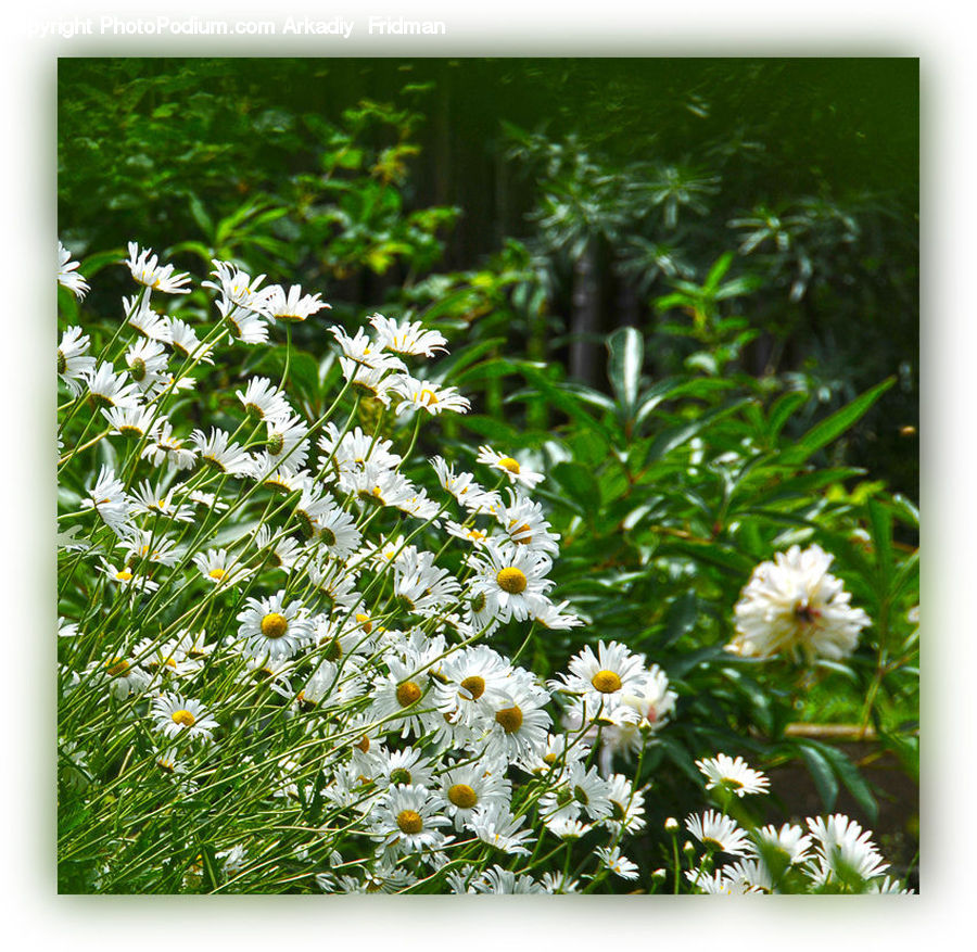 Daisies, Daisy, Flower, Plant, Blossom, Flora, Lilac