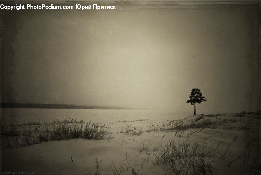 Grass, Plant, Reed, Outdoors, Sand, Soil, Tree
