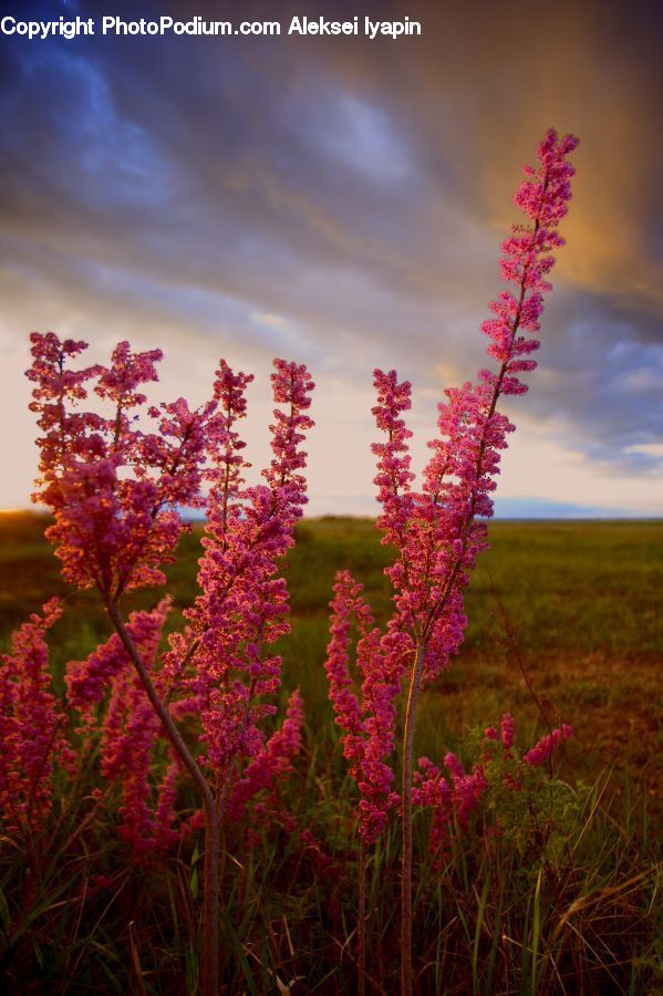 Flower, Lupin, Plant, Blossom, Flora, Bush, Vegetation