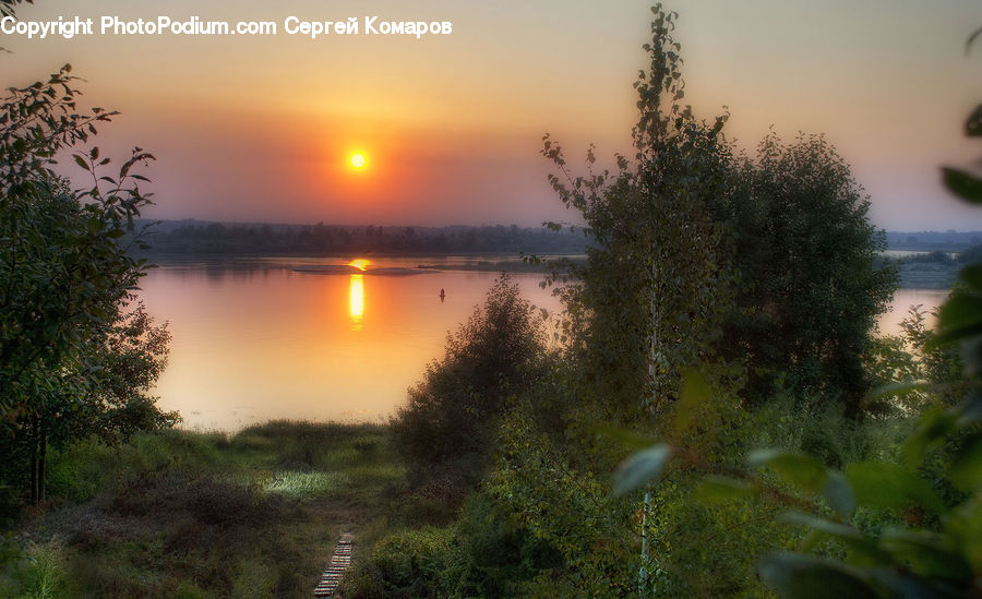 Dawn, Dusk, Sky, Sunrise, Sunset, Bush, Plant