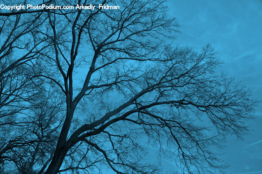 Plant, Tree, Oak, Wood, Landscape, Nature, Scenery