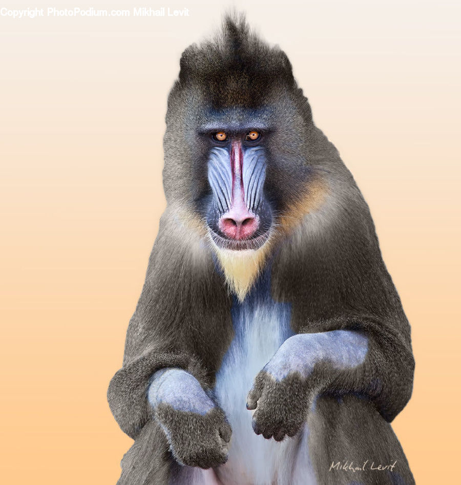 Animal, Baboon, Mammal, Monkey
