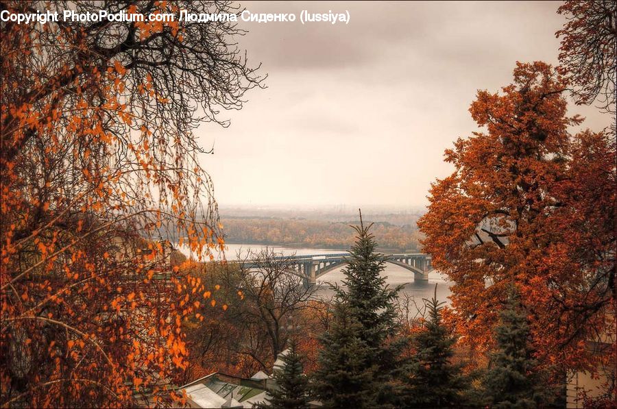 Conifer, Fir, Plant, Tree, Bridge, Potted Plant, Landscape