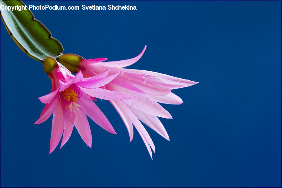 Blossom, Flora, Flower, Plant, Petal, Aquilegia, Anther