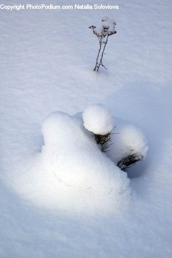 Bird, Grouse, Ptarmigan