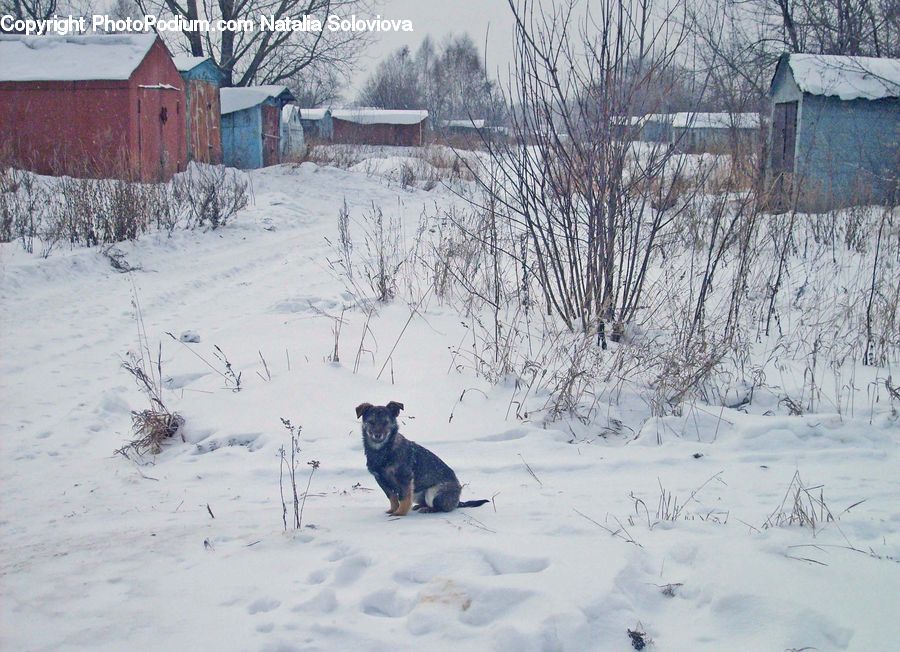 Animal, Canine, Coyote, Grey Fox, Mammal, Red Wolf, Dog