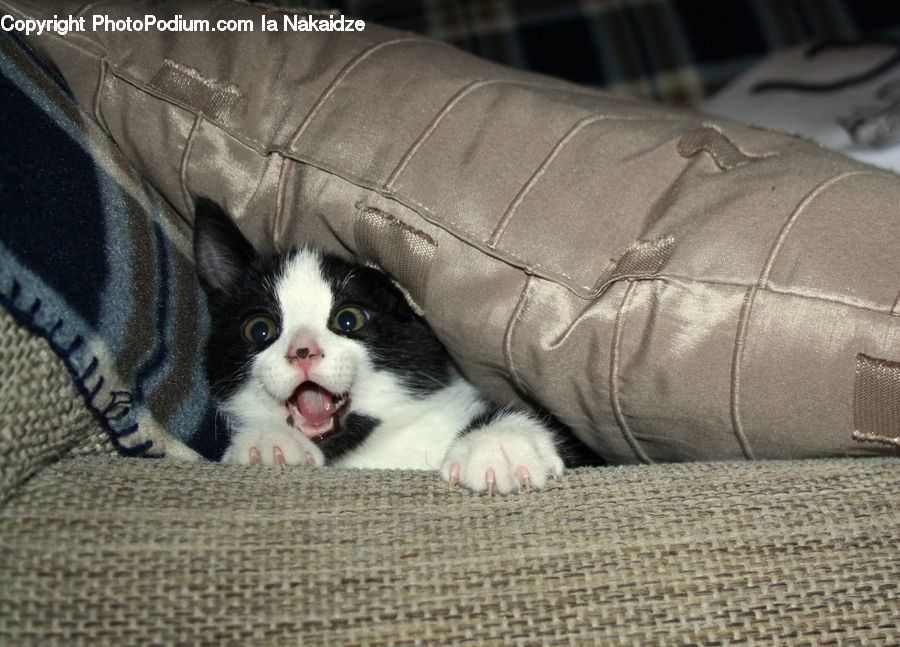 Animal, Cat, Mammal, Manx, Pet, Kitten, Blanket
