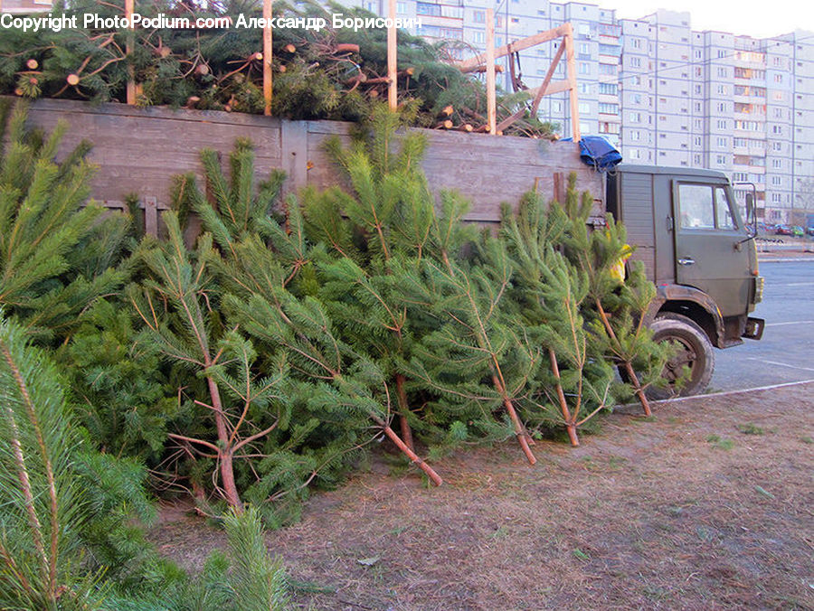 Plant, Potted Plant, Conifer, Fir, Tree, Car, Jeep