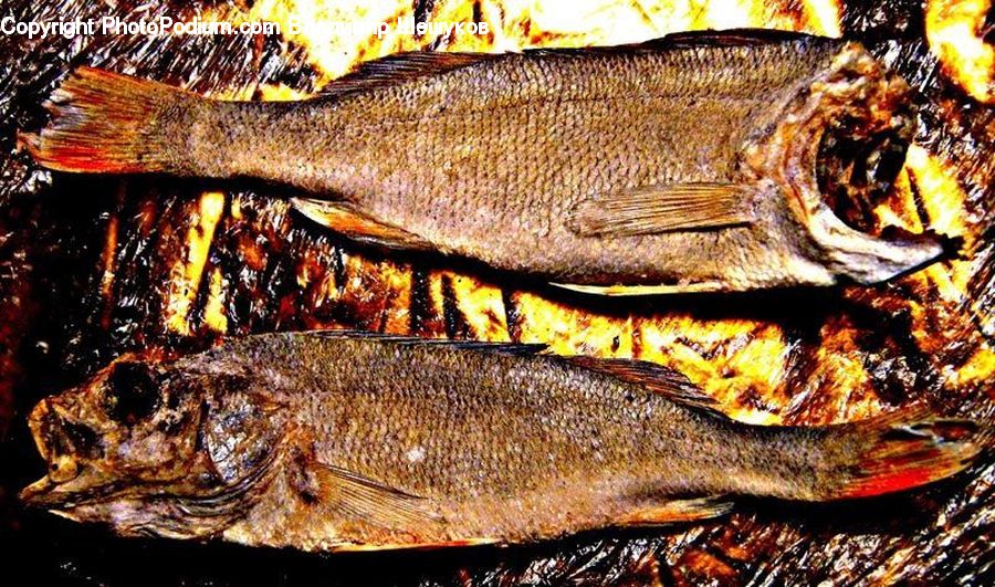 Food, Seafood, Alligator, Crocodile, Reptile