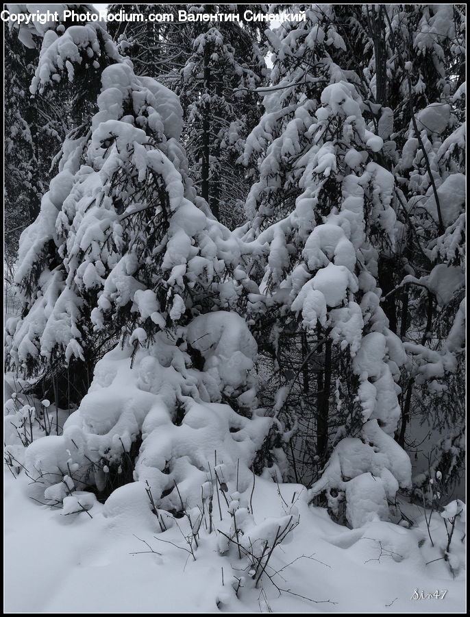 Ice, Outdoors, Snow, Snowman, Winter, Forest, Vegetation