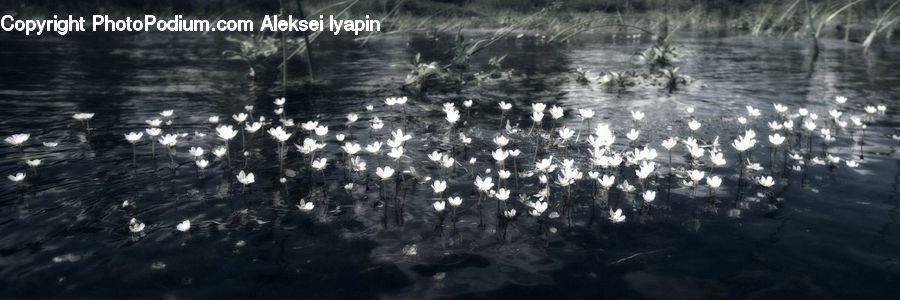 Water, Grass, Plant, Reed