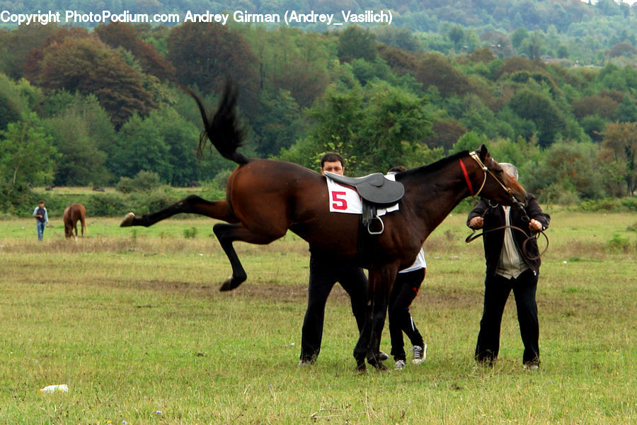 Boot, Footwear, Riding Boot, Animal, Horse, Mammal, Colt Horse