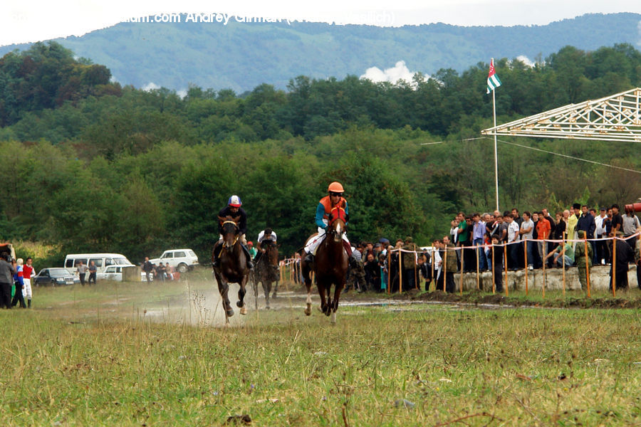 Animal, Horse, Mammal, Equestrian, Person, Team, Troop