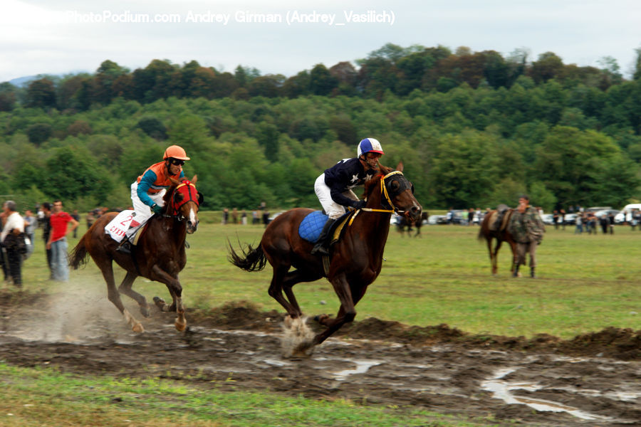 Animal, Horse, Mammal, People, Person, Human, Equestrian
