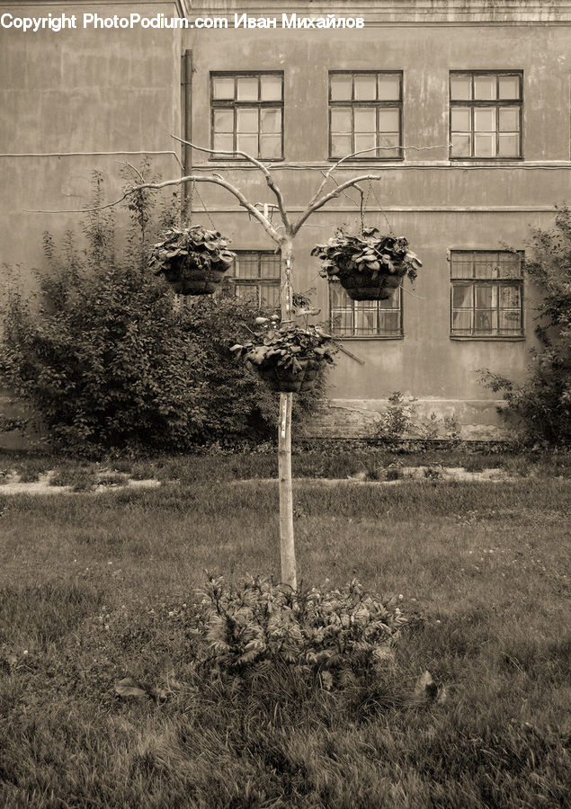 Yard, Rubble, Plant, Potted Plant, Tree, Soil, Blossom