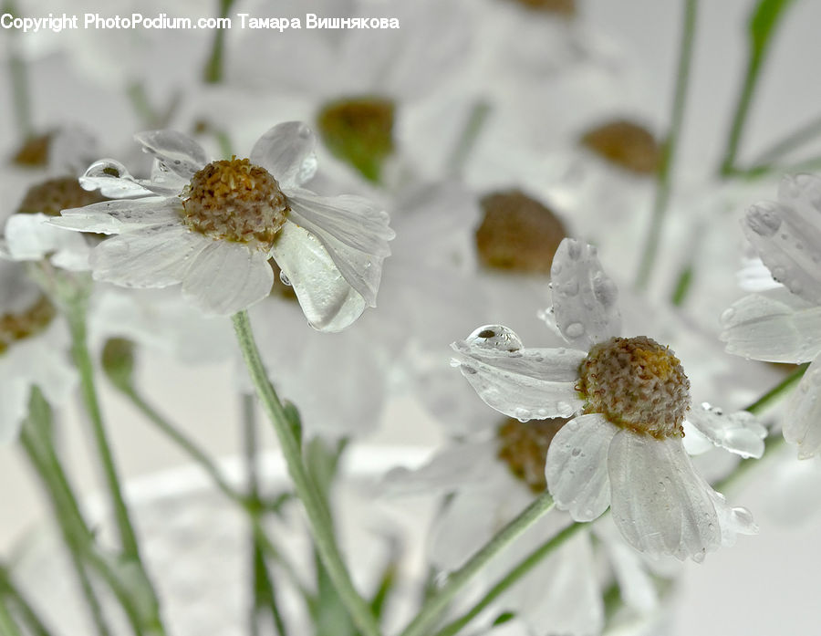 Blossom, Flora, Flower, Plant, Pollen, Daisies, Daisy