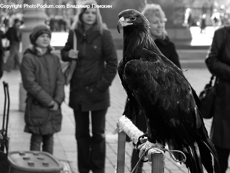 People, Person, Human, Beak, Bird, Performer, Guitar