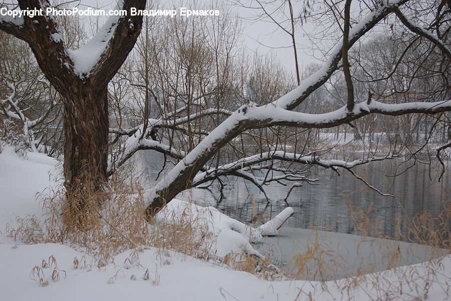Plant, Tree, Willow, Landscape, Nature, Scenery