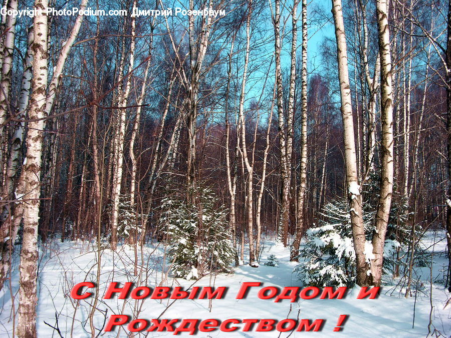 Birch, Tree, Wood, Forest, Vegetation, Plant, Conifer