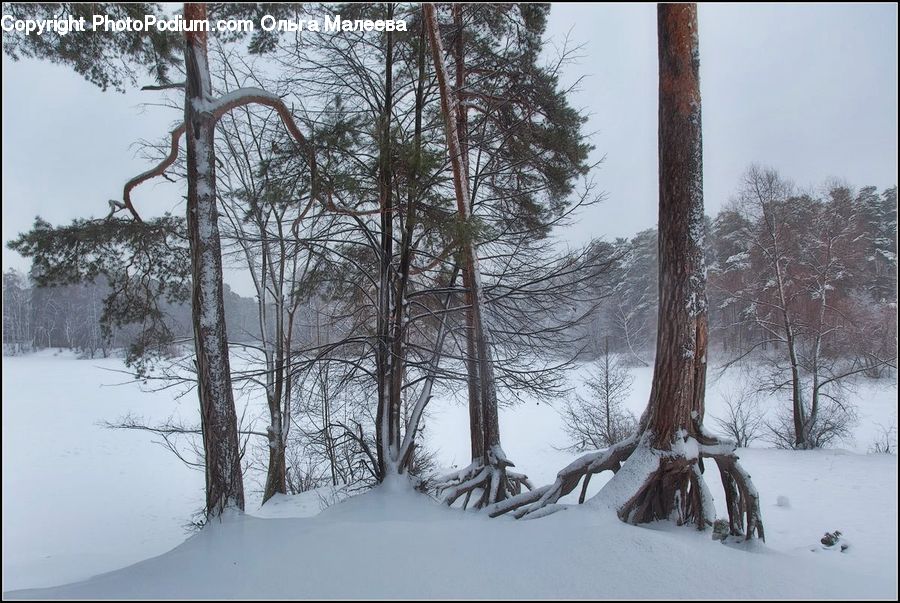 Blizzard, Outdoors, Snow, Weather, Winter, Ice, Plant