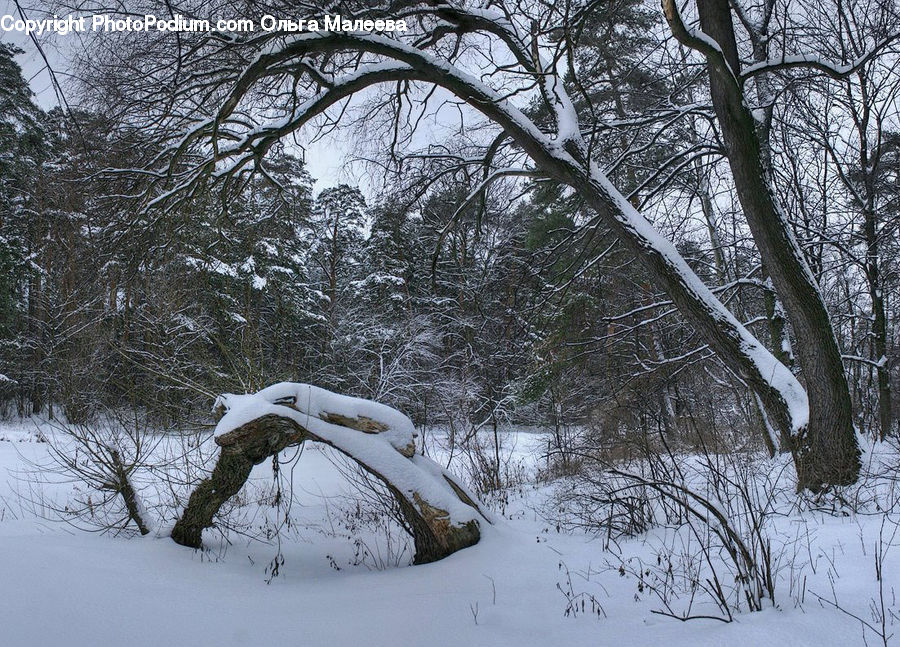 Ice, Outdoors, Snow, Forest, Vegetation, Plant, Tree