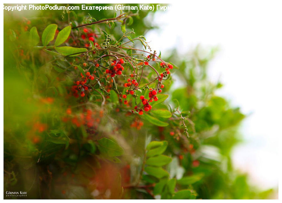 Blossom, Flora, Flower, Geranium, Plant, Floral Design, Flare