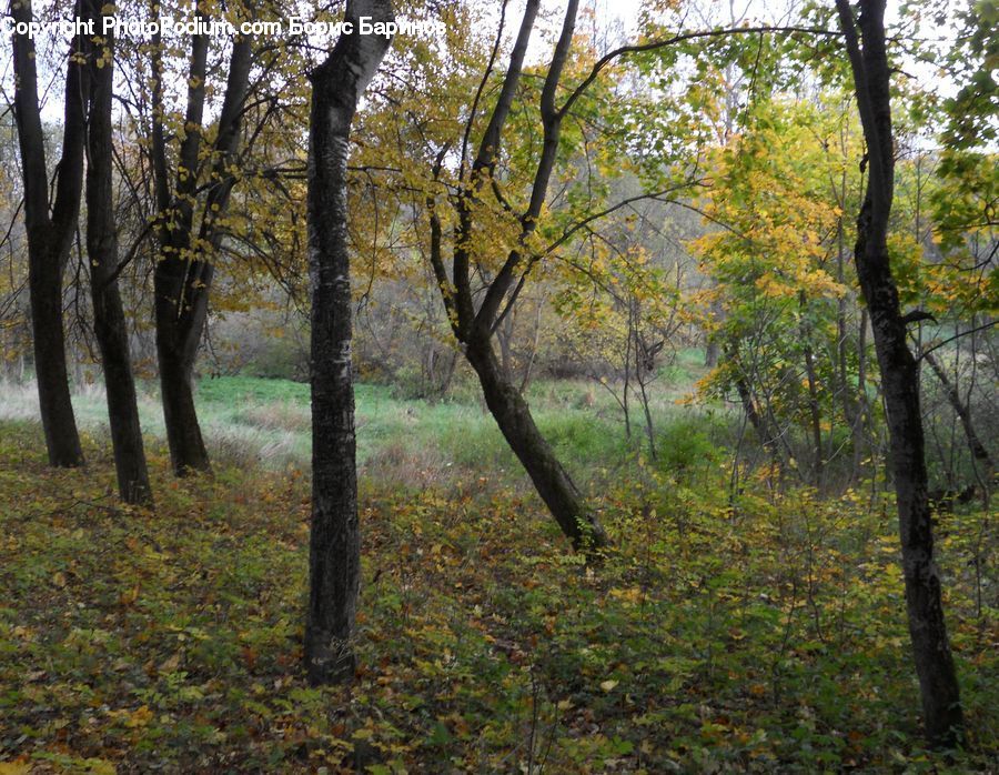 Forest, Grove, Land, Vegetation, Oak, Tree, Wood