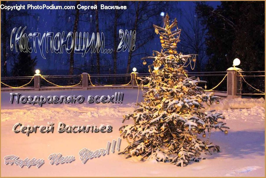 Conifer, Fir, Plant, Tree, Greeting Card, Mail, Brochure