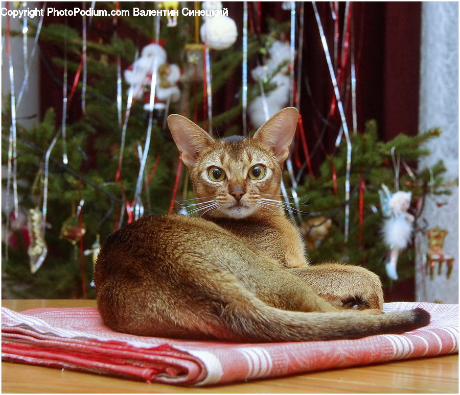 Abyssinian, Animal, Cat, Mammal, Pet, Adorable, Ornament