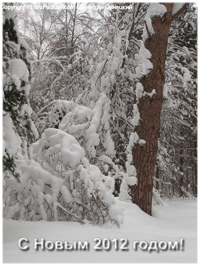 Ice, Outdoors, Snow, Blizzard, Weather, Winter, Plant