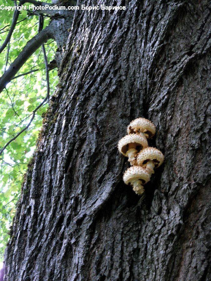 Tree Trunk, Fern, Plant, Agaric, Amanita, Fungus, Mushroom