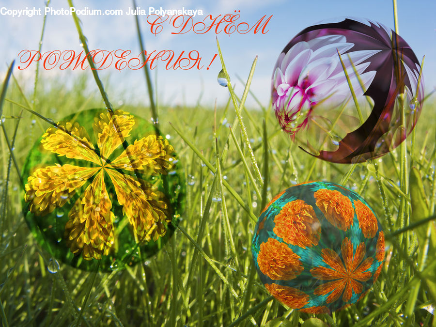 Ornament, Blossom, Flora, Flower, Plant, Sphere, Conifer