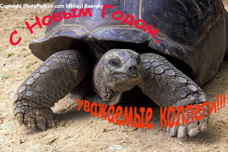 Reptile, Tortoise, Turtle, Box Turtle, Sea Life