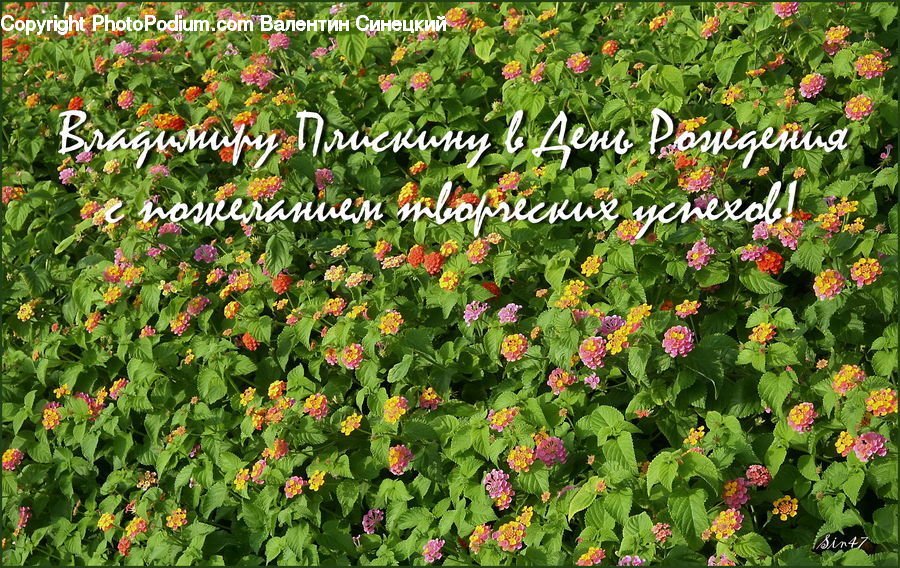 Blossom, Flora, Flower, Geranium, Plant, Tulip, Bush