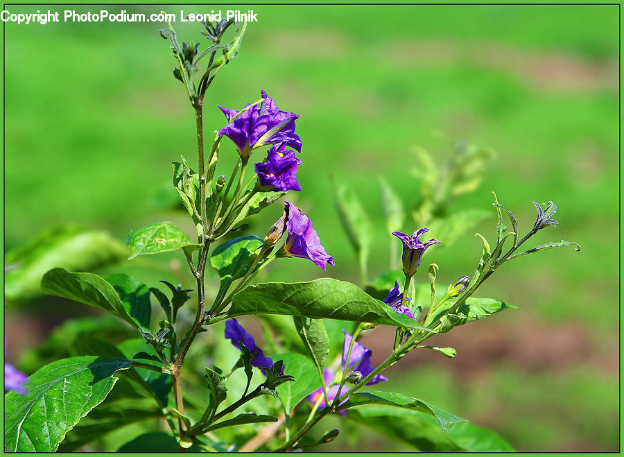 Blossom, Flora, Flower, Geranium, Plant, Petal, Iris