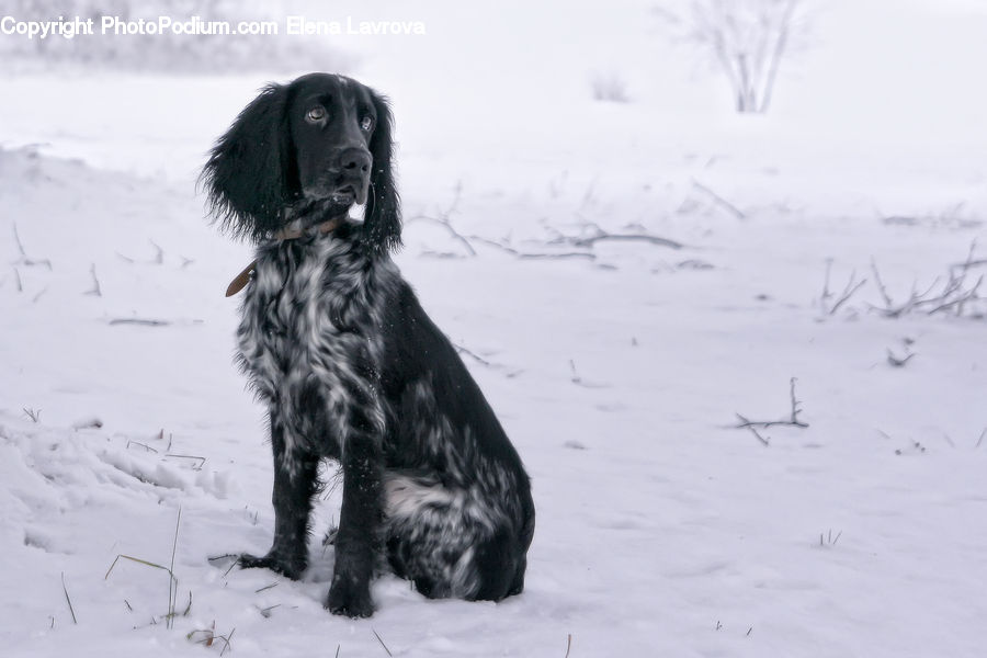 Animal, Canine, Cocker Spaniel, Dog, Mammal, Pet, Spaniel