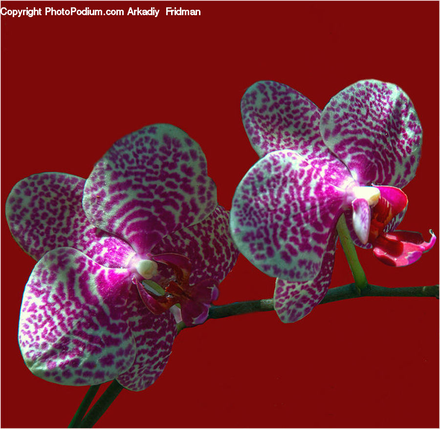 Blossom, Flora, Flower, Orchid, Plant, Petal, Geranium
