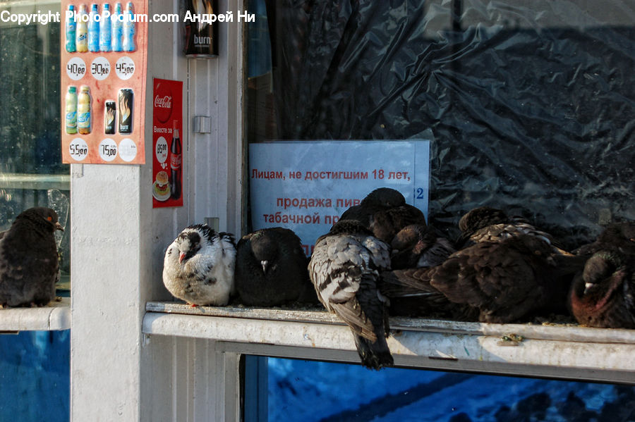 Bird, Condor, Vulture, Booby, Dove, Pigeon, Waterfowl