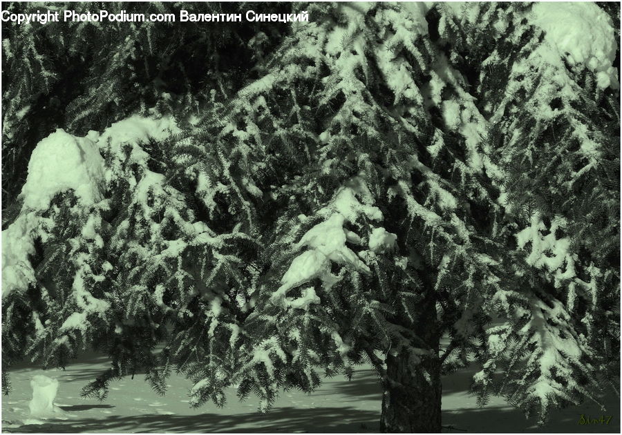 Ice, Outdoors, Snow, Conifer, Fir, Plant, Tree