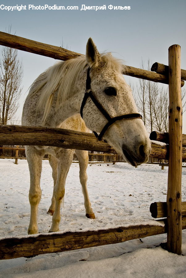 Animal, Horse, Mammal, Glasses, Goggles, Sunglasses