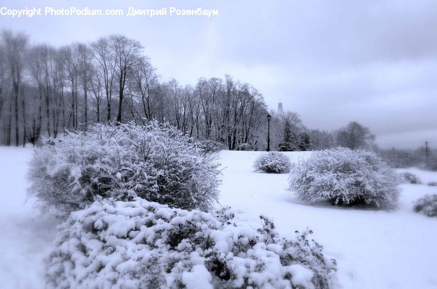 Ice, Outdoors, Snow, Bush, Plant, Vegetation, Frost