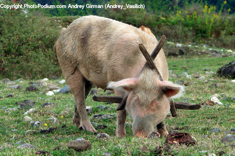 Animal, Boar, Hog, Mammal, Pig