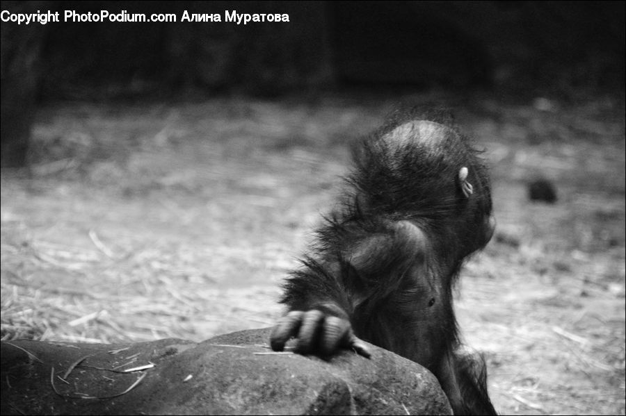 Animal, Ape, Mammal, Monkey, Zoo
