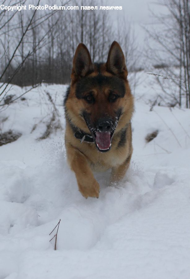 Animal, Canine, Dog, German Shepherd, Mammal, Pet, Coyote