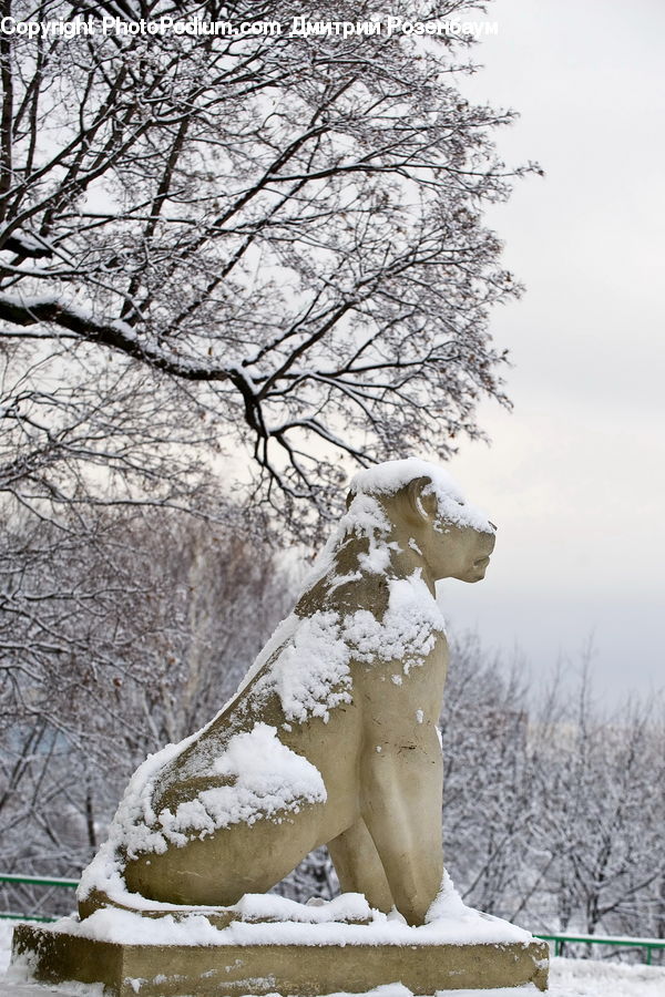 Ice, Outdoors, Snow, Flower Arrangement, Ikebana, Plant, Potted Plant