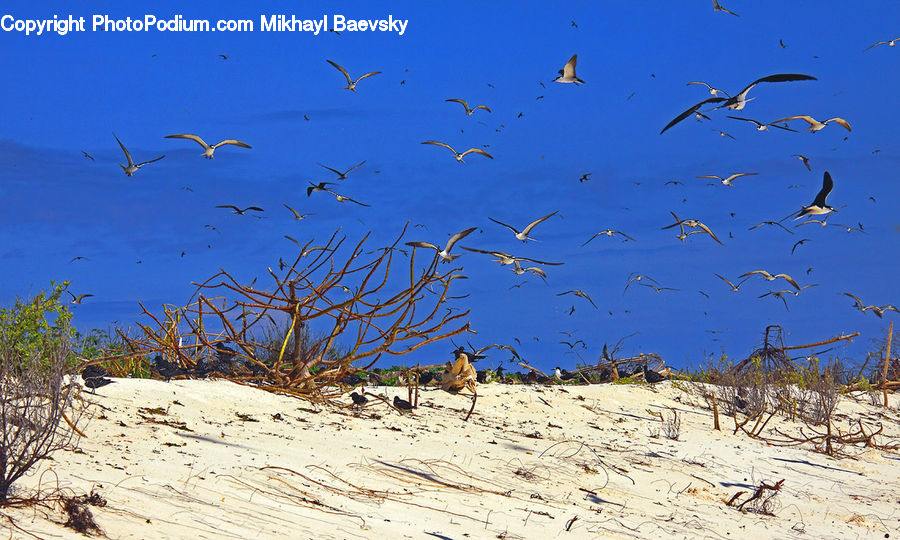 Beach, Coast, Outdoors, Sea, Water, Bird, Crane Bird