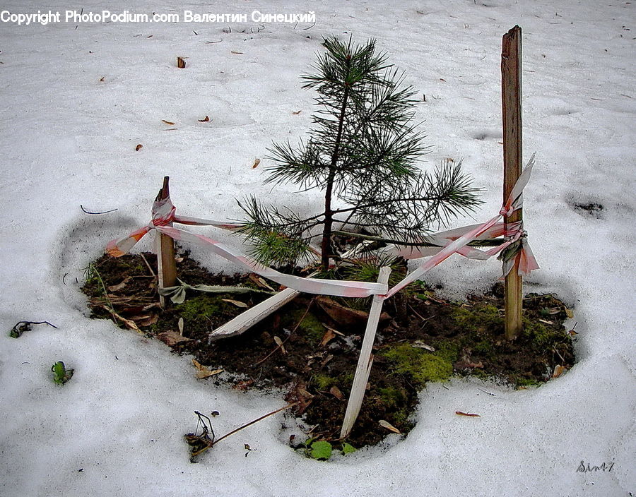 Conifer, Fir, Pine, Plant, Spruce, Tree, Chair